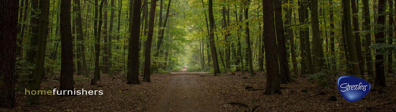 Beech wood forest