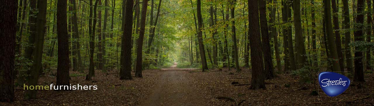 Beech wood forest