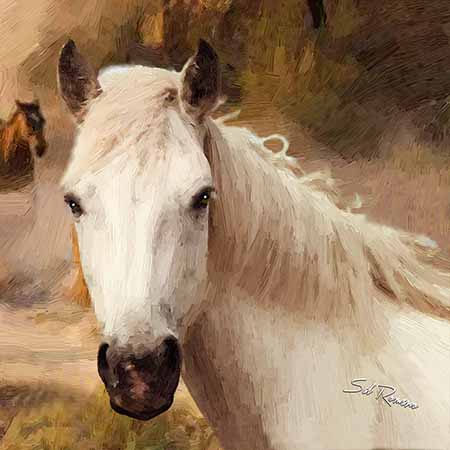 white Arabian