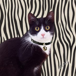 black and white tux cat