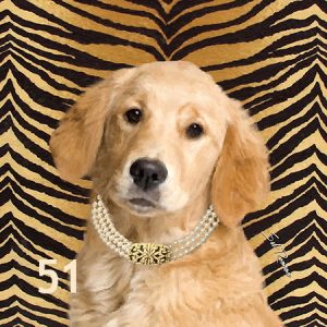 Golden Retriever Pearl Collar