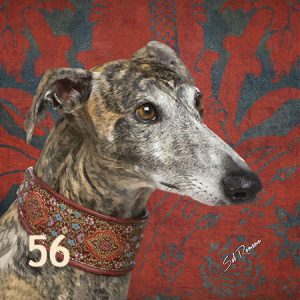 Greyhound