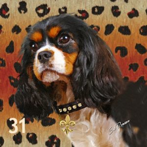 King Charles Cavalier