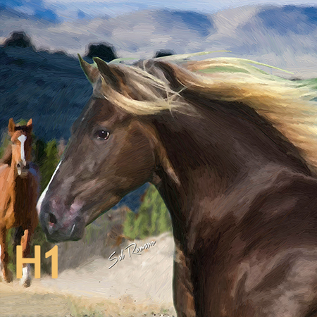 morgan horse