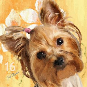 Silky Yorkie